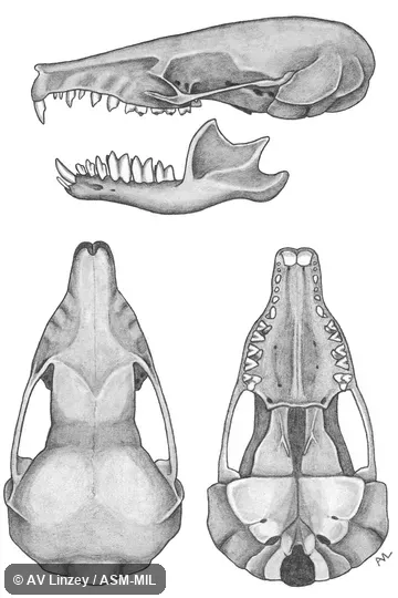 Skull & dentary.  University of South Alabama #341 Alabama, Mobile County, near junction of Routes 217 & 21.  Formerly Soricomorpha.