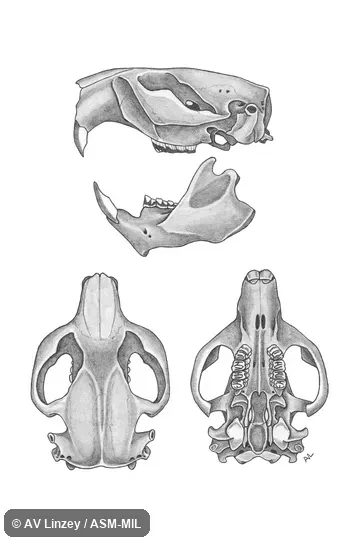 Skull & dentary.  University of South Alabama #568 Alabama, Baldwin County, Road connecting Routes 27 & 104.  Also as American Beaver, Canadian Beaver.