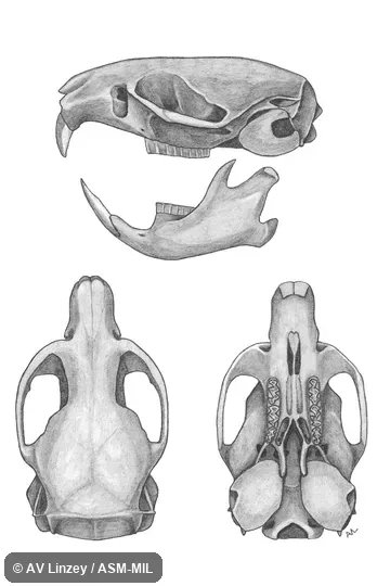Skull & dentary.  University of Alabama #1868 Alabama, Tuscaloosa County, Cottondale.  Also as Mole Mouse|Pine Mouse|Pine Vole.