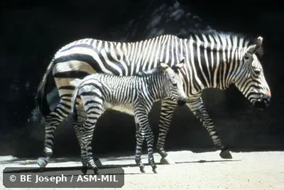 Side view of adults and young.  Equus zebra hartmannae.  Also as Equus hartmannae, Hartmann's Mountain Zebra.