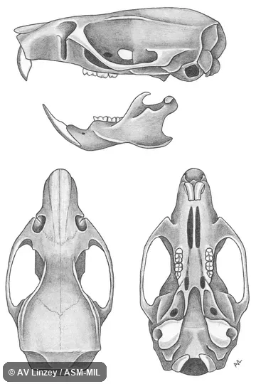 Skull & dentary.  University of South Alabama #129 Alabama, Mobile County, Dauphin Island.  Oryzomys palustris palustris.  Also as Marsh Oryzomys · Rice Meadow Mouse · Swamp Rice Rat · Common Marsh Rice Rat.