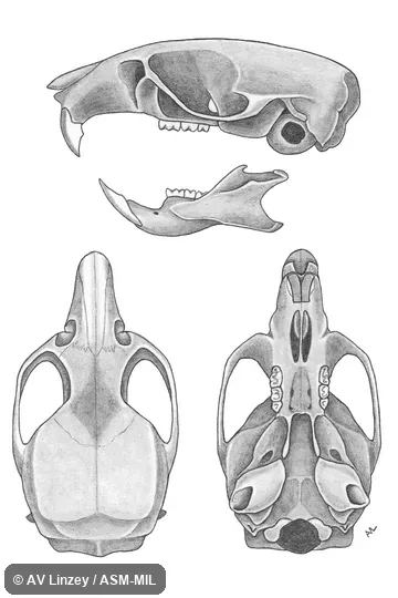 Skull & dentary.  University of South Alabama #755 Alabama, Choctaw County, Route 10 ¾ mile west of Tombigbee River.  Also as Beach Mouse|Oldfield Mouse.