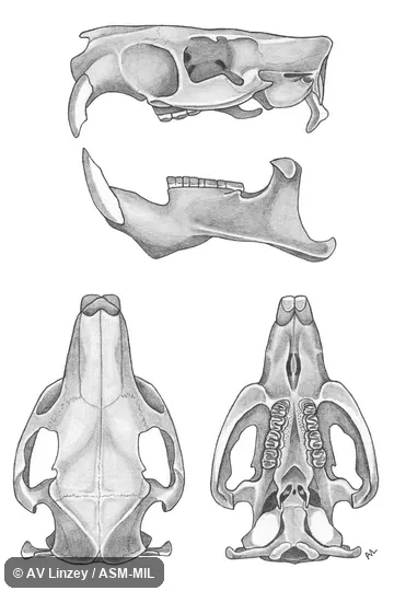 Skull & dentary.  University of South Alabama #801 Alabama, Baldwin County, north side of Mobile Bay Causeway.  Also as Nutria.  Formerly in Myocastoridae.
