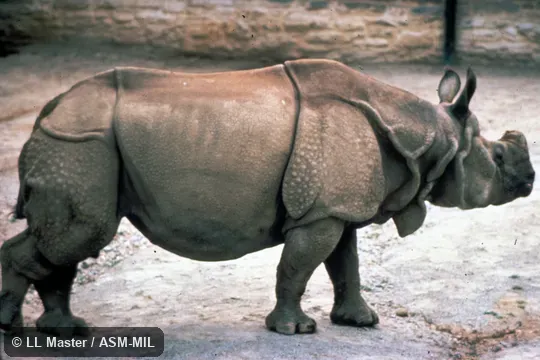 Side view.  Also as Indian Rhinoceros.