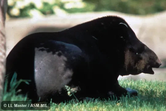 Side view of sitting animal.  Also as Brazilian Tapir|South American Tapir.