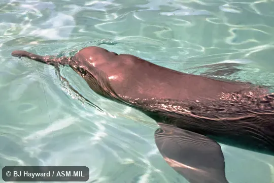 Formerly in order Cetacea.  Also as Boto, Bufeo, Pink River Dolphin.