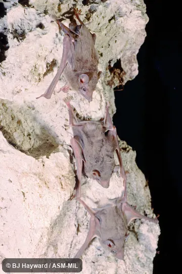 Also as Mozambique Sheath-tailed Bat.  FMNH 152431