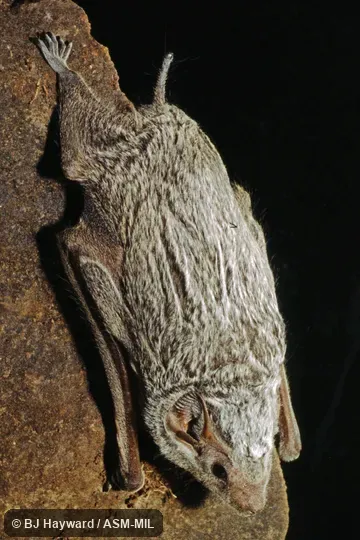 Individual of 1004825