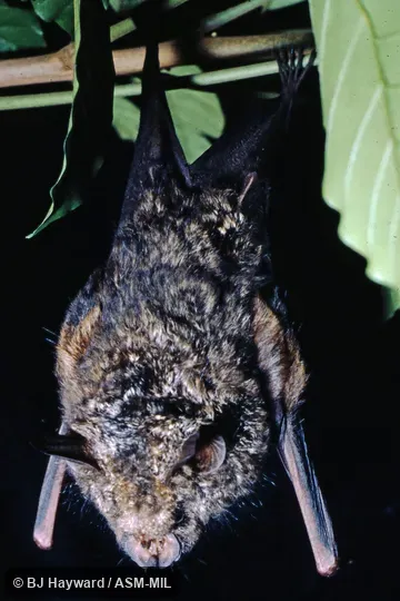 Formerly Hipposideros cyclops.  USNM 412097.  Also as Cyclops Leaf-nosed Bat.