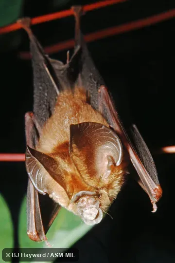 Also as Jones's Leaf-nosed Bat.