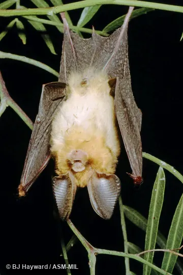 Also as Ethiopian Large-eared Leaf-nosed Bat · Ethiopian Large-eared Roundleaf Bat · Large-eared Leaf-nosed Bat.