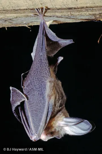 One of FMNH 152460-152464.