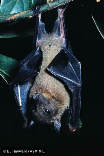 Lissonycteris angolensis smithii.  USNM 411838.  Also as Angolan Fruit Bat|Angolan Rousette.  Formerly Lissonycteris angolensis.