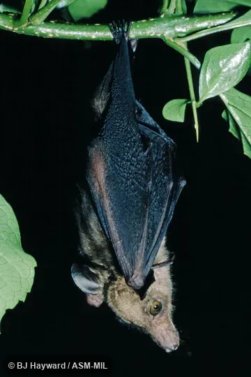Named new from populations formerly in Macroglossus woermanni.  Also as Azagny Fruit Bat.  USNM 411821.
