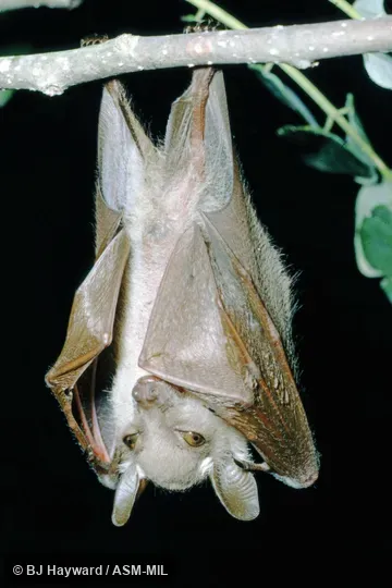 Also as Veldkamp's Dwarf Epauletted Fruit Bat.  Probably USNM 411801.