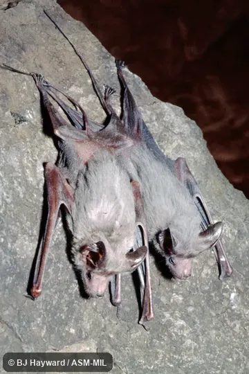 Rhinopoma cystops cystops.  Originally identified by Bruce Patterson as Rhinopoma macinnesi, MacInnes's Mouse-tailed Bat.  Also as Afro-Arabian Mouse-tailed Bat · Egyptian Mouse-tailed Bat.