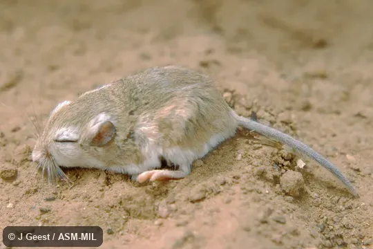 USNM 403542.  Also as Brauer's Dwarf Gerbil.
