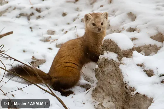 Also as American Pine Marten.