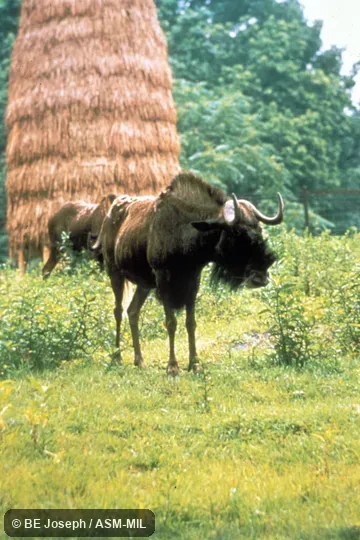 Oblique view.  Also as White-tailed Gnu.