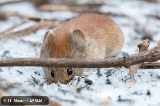 Formerly Myodes gapperi.  Also as Boreal Red-backed Vole, Gapper's Red-backed Vole.