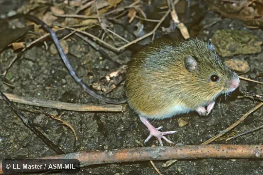 Photographed indoors; captured USA, MI, Washtenaw co., Ann Arbor.  Formerly in Dipodidae.  Also as Hudson Bay Jumping Mouse.