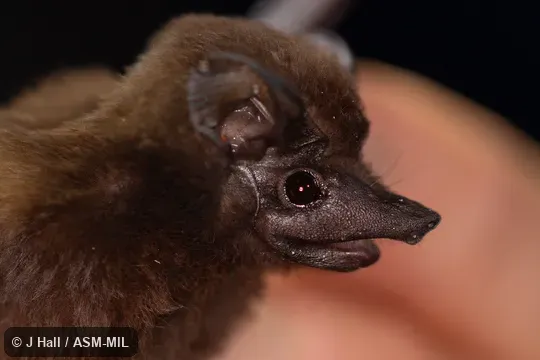 Peropteryx kappleri kappleri