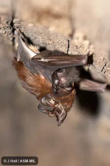 Peropteryx leucoptera leucoptera