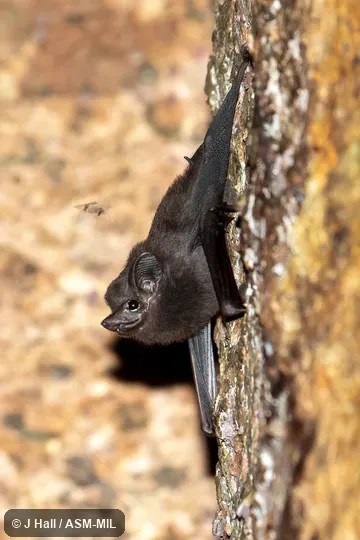 Individual of 1004789