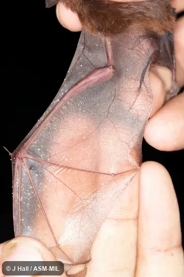 Individual of 1004790