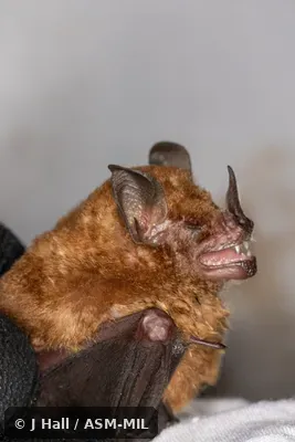 Also as Benkeith's Short-tailed Bat.