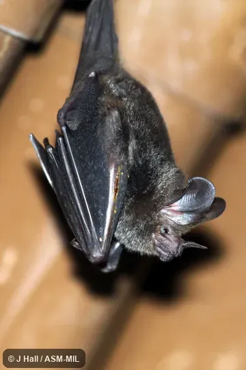 Formerly Trachops cirrhosus ehrhardti, Fringe-lipped Bat.  Also as Frog-eating Bat.