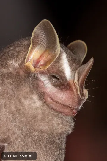 Formerly Vampyressa brocki.