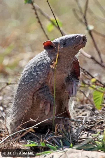 Also as Southern Naked-tailed Armadillo.