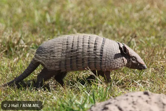 Also as Yellow Armadillo.
