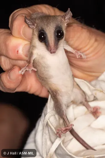 Also as Little Rufous Mouse Opossum.