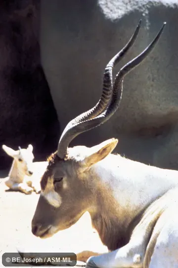 Side view of head and shoulders of adult and young