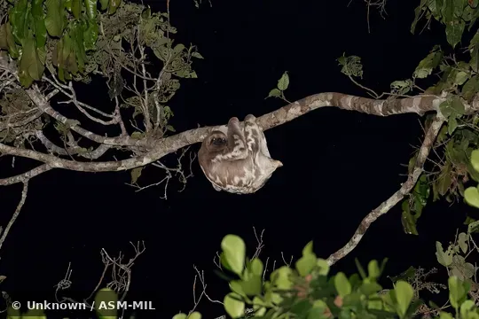 Also as Brown-throated Sloth.