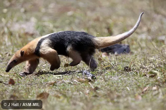 Also as Golden Anteater.
