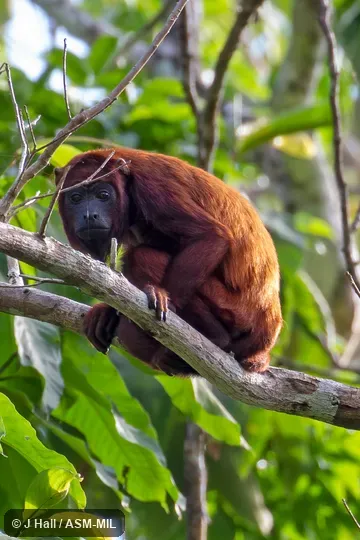 Also as Golden Howler Monkey|Guianan Red Howler Monkey|Guyanan Red Howler.