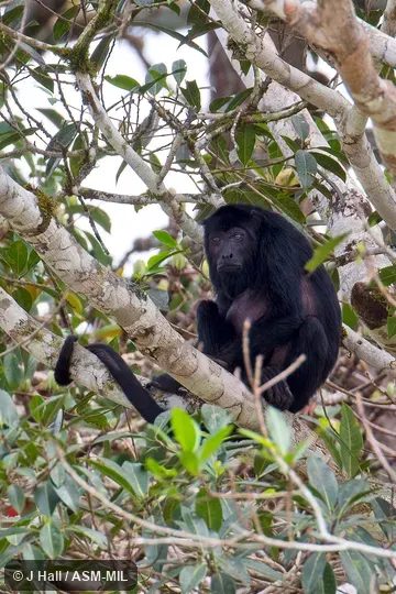 Also as Amazon Black Howler Monkey.