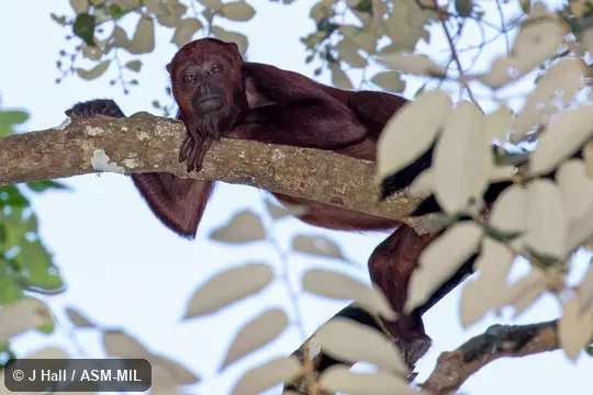 Also as Red Howler|Red Howling Monkey|Venezuelan Red Howler.