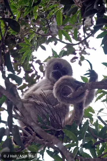 Also as Northern Woolly Spider Monkey.