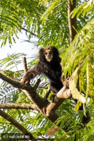 Also as Buffy-tufted Marmoset|White-eared Marmoset.  Formerly Cebidae (Callitrichinae).