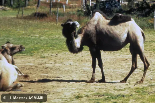 Side view of captive.  Also as Two-Humped Camel|Double-Humped Camel|Asiatic Camel.