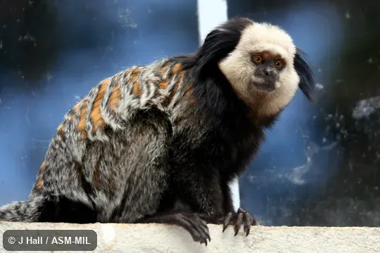 Also as White-faced Marmoset, White-headed Marmoset.  Formerly Cebidae (Callitrichinae).