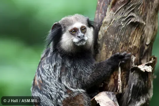 Also as Wied's Black-tufted-ear Marmoset.  Formerly Cebidae (Callitrichinae).