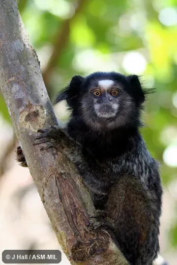 Also as Black-penciled Marmoset, Black-tufted Marmoset.  Formerly Cebidae (Callitrichinae).