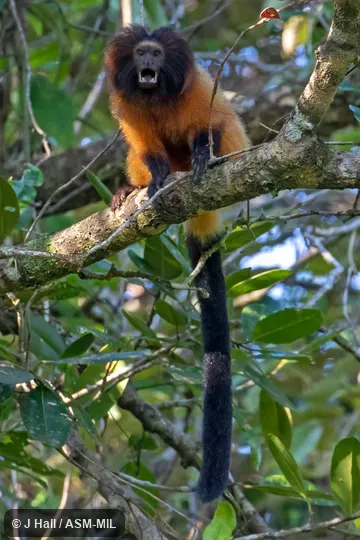 Also as Superagüi Lion Tamarin.  Formerly Cebidae (Callitrichinae).