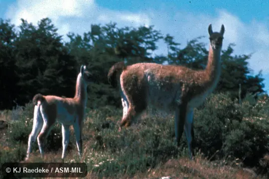 Side view of adult and young.  Formerly Lama glama guanicoe.