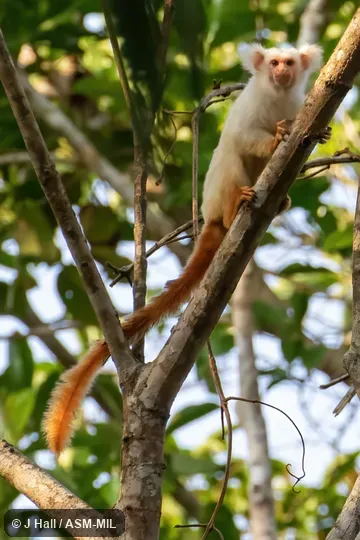 Formerly Callithrix chrysoleuca.  Also as Gold-and-white Marmoset|Golden-white Tassel-ear Marmoset.  Formerly Cebidae (Callitrichinae).
